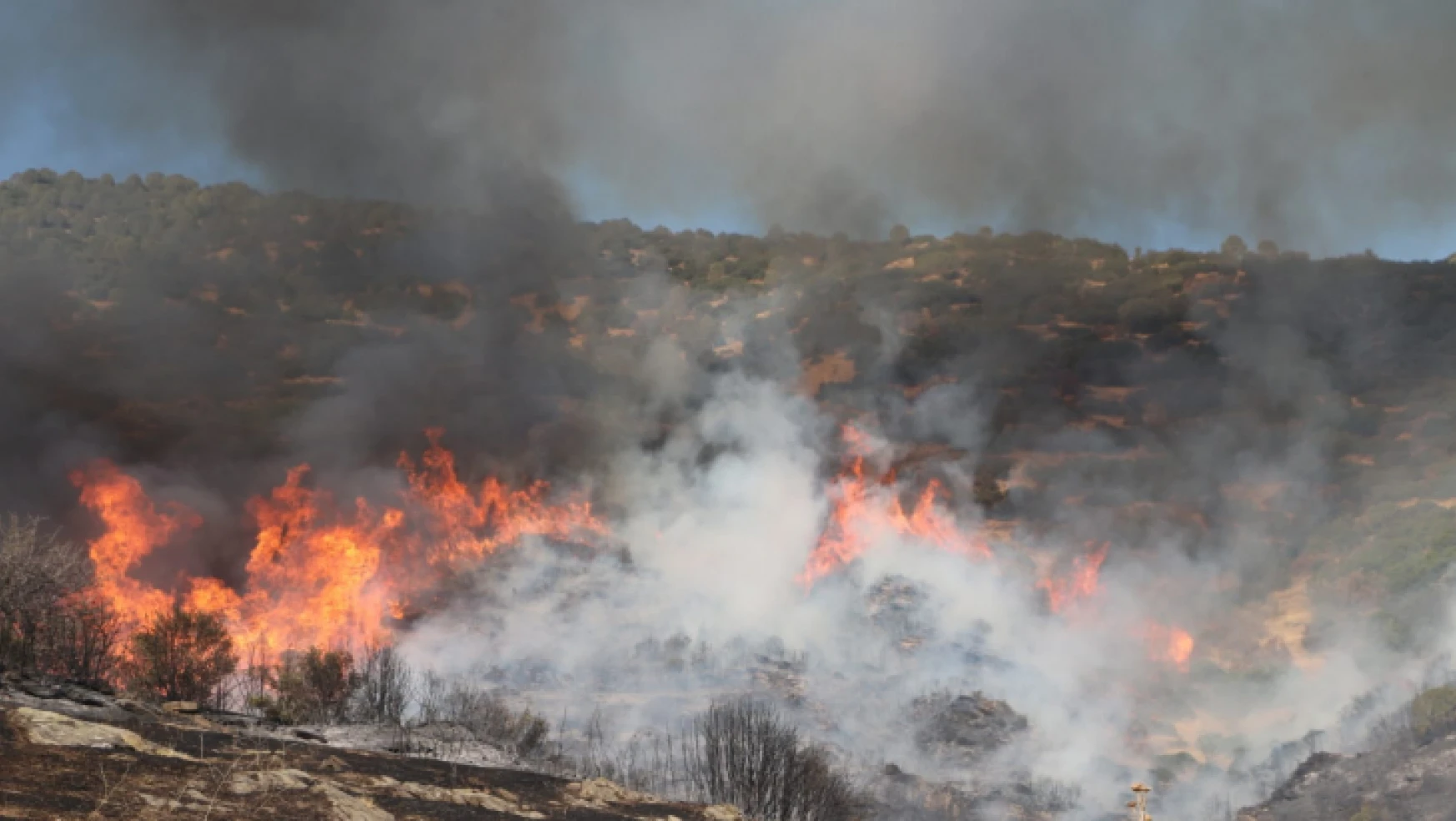 Nazilli'de Orman Yangını