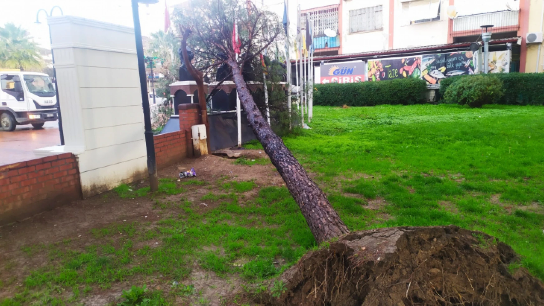 Nazilli'de sağanak yağış çam ağacını devirdi