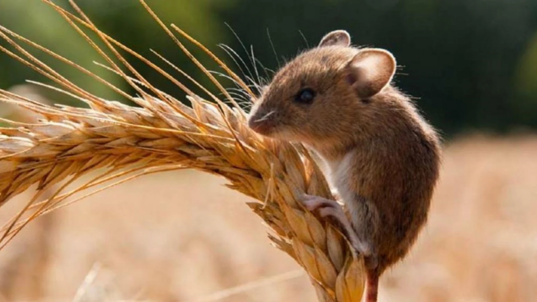 Nazilli'de tarla faresi popülasyonu arttı