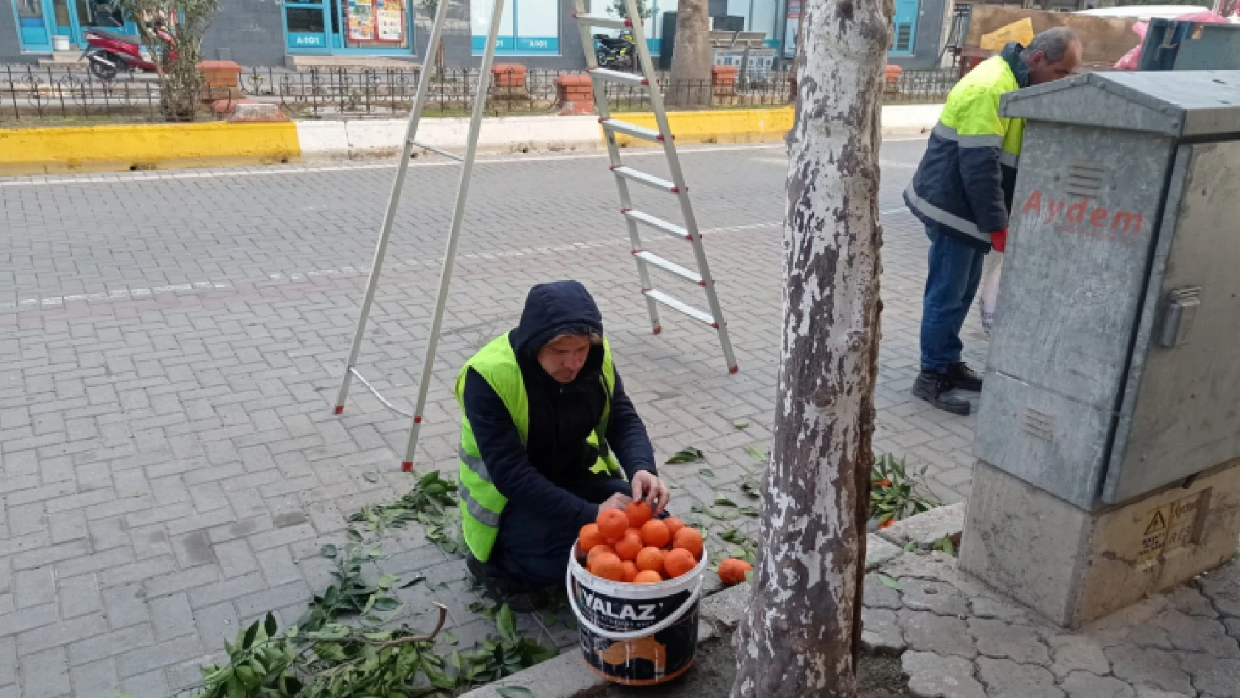 Nazilli'de toplanan turunçlar öğrencilere burs oluyor