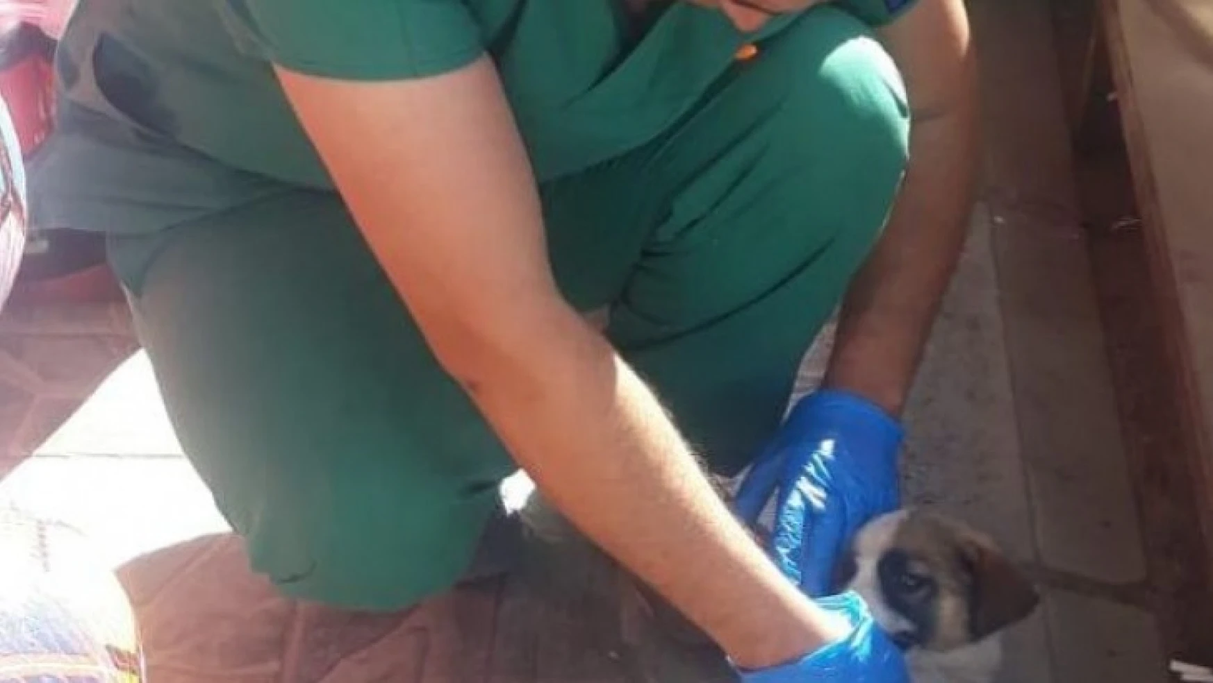 Yaralanan köpeğe Karacasu Belediyesi sahip çıktı