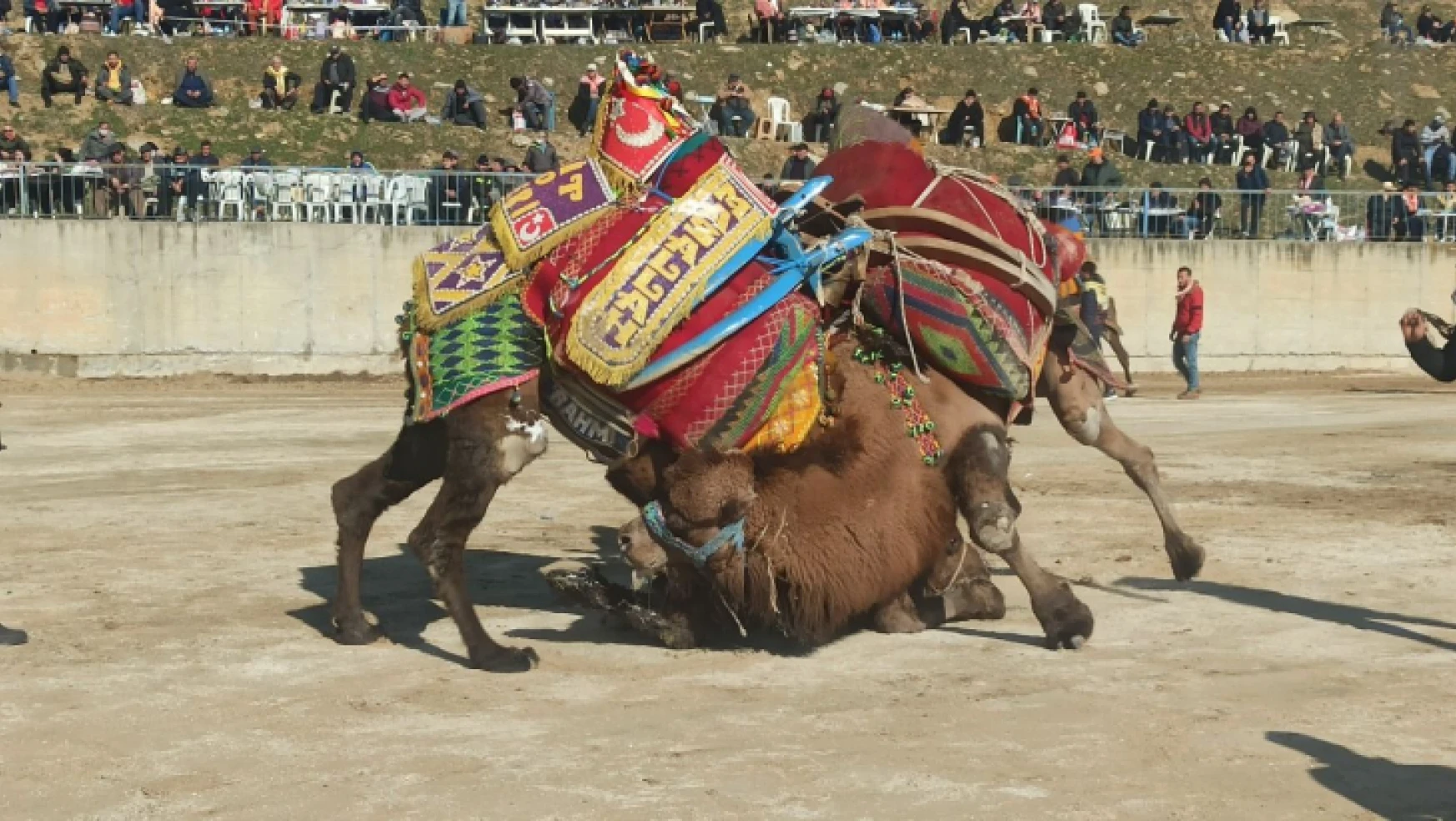 Yenipazar'da pehlivan develer sahne aldı