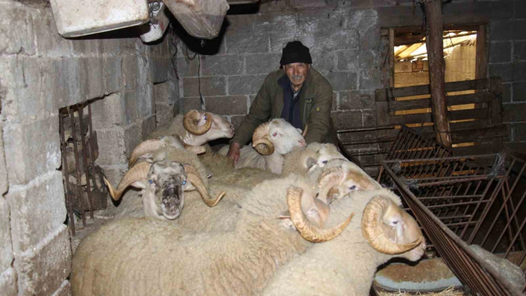 Yıllarca Türkiye'nin her yerini dolaşan kamyon şoförü huzuru koyunlarda buldu