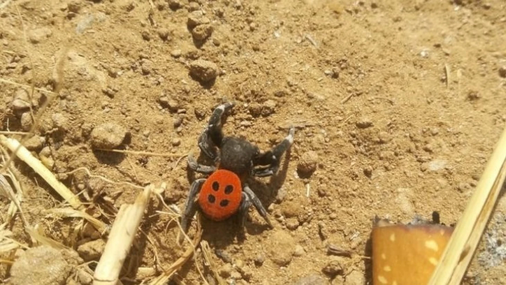 Zehirli örümcek Karacasu'da da görüldü