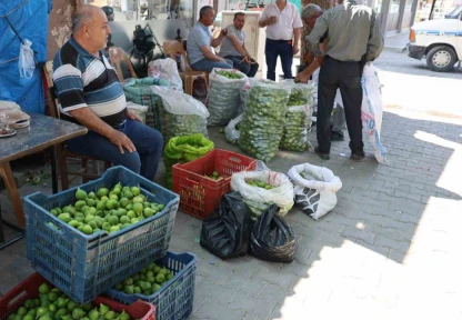 Aydın incirinde 'ilekleme' sezonu başladı