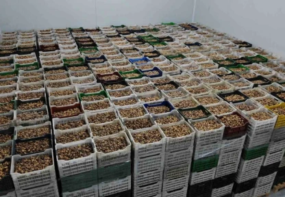 Kuru incir ihracatı yüzde 28 büyüdü