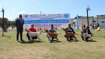 Aydın'da köpekler podyuma çıktı