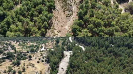 Çine'de orman yangınlarına karşı önleyici temizlik çalışması yapıldı