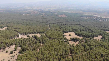 Karacasu Kaymakamlığı'ndan 'Ormana Giriş Yasağı' hatırlatması