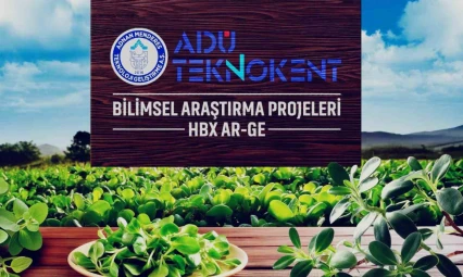 Değeri bilinmeyene semizotu, sağlık dostu çıktı