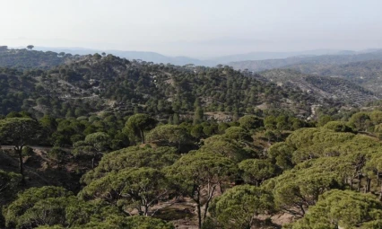 Kilosu altınla yarışan çam fıstığını izinsiz toplayan 3 şüpheli suçüstü yakalandı
