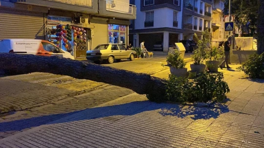 20 metrelik çam ağacı yola devrildi, facianın eşiğinden dönüldü
