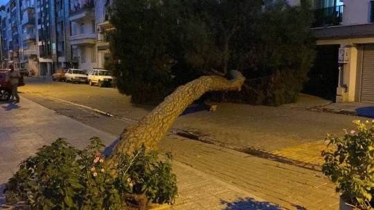 20 metrelik çam ağacı yola devrildi, facianın eşiğinden dönüldü