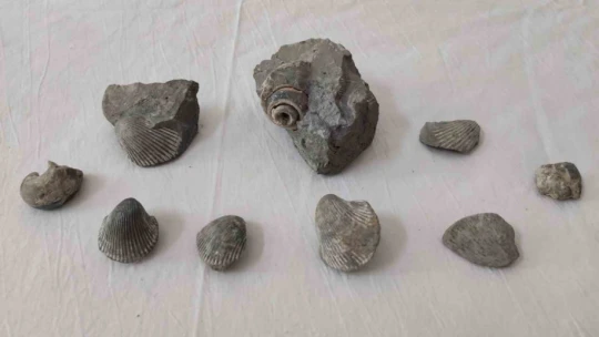 400 bin yıllık fosili satmaya çalışırken jandarmaya takıldı