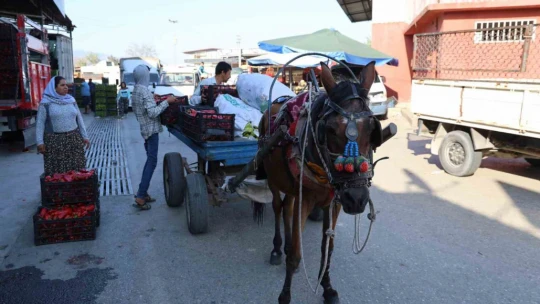 Acarlar'da eli ayağı tutan herkes çalışıyor