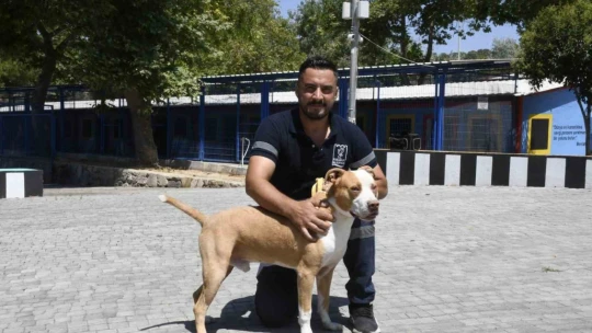 Açlıktan hasta ve zayıf düşen beslenmesi yasak olan pitbull cinsi köpek, Kuşadası Belediyesi'nin ellerinde hayata tutundu