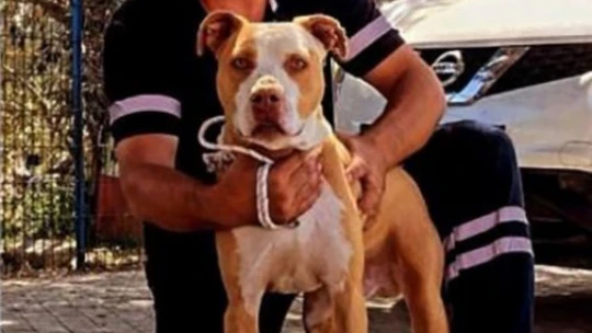Açlıktan hasta ve zayıf düşen beslenmesi yasak olan pitbull cinsi köpek, Kuşadası Belediyesi'nin ellerinde hayata tutundu