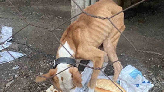 Açlıktan hasta ve zayıf düşen beslenmesi yasak olan pitbull cinsi köpek, Kuşadası Belediyesi'nin ellerinde hayata tutundu