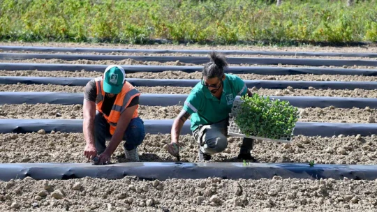 Adabahçe bu kış da sofralara lezzet ve bereket katacak