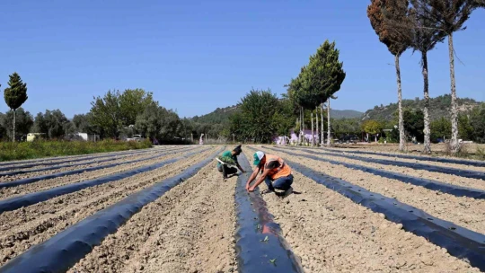Adabahçe bu kış da sofralara lezzet ve bereket katacak