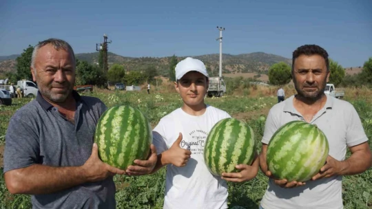 Adana'nın sıcağı Aydın'a yaradı