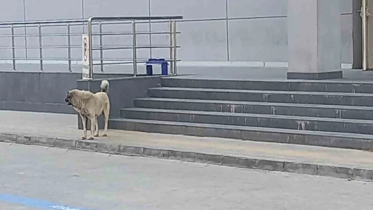 ADÜ Tıp Fakültesi Hastanesi çevresinde başıboş köpekler sorun olmaya başladı