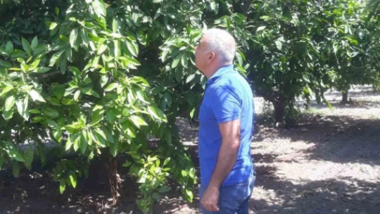 Akdeniz meyve sineği tuzak kontrolleri yapıldı