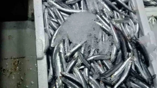 Altınkum iskelesinde 'Hamsi' denetimi yapıldı