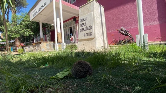 Anaokulunda kirpi operasyonu