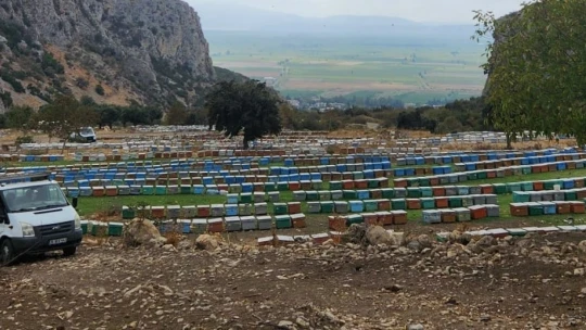 Atburgazı Mahallesi'nde arılı kovan tespiti yapıldı