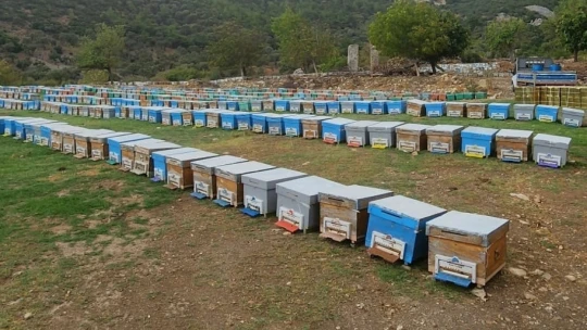 Atburgazı Mahallesi'nde arılı kovan tespiti yapıldı