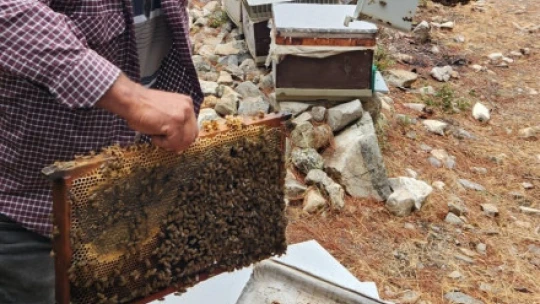 Atburgazı Mahallesi'nde arılı kovan tespiti yapıldı