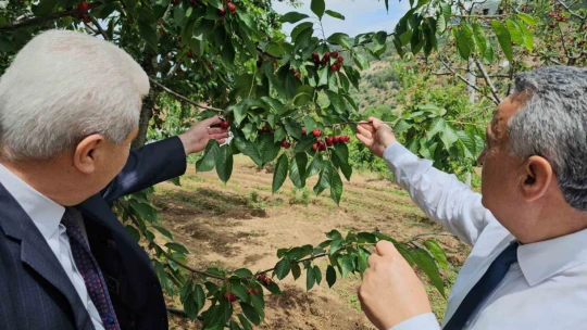Avra Kirazı'nın kraliyet sofralarına yolculuğu başladı