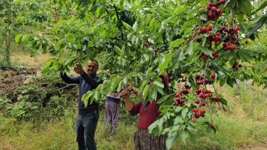 Avra Kirazı'nın kraliyet sofralarına yolculuğu başladı