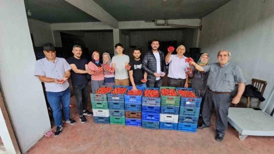 Avra Kirazı'nın kraliyet sofralarına yolculuğu başladı