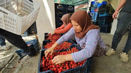 Avra Kirazı'nın kraliyet sofralarına yolculuğu başladı