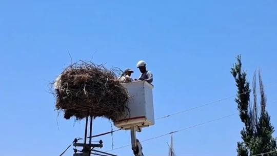 Ayağına ip dolanan leyleği muhtarın dikkati kurtardı
