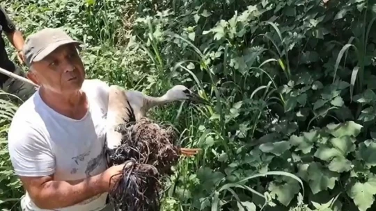Ayağına ip dolanan leyleği muhtarın dikkati kurtardı