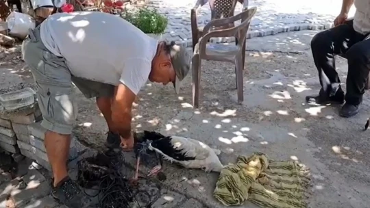 Ayağına ip dolanan leyleği muhtarın dikkati kurtardı