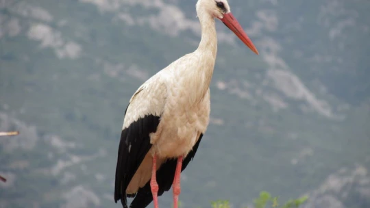 Aydın'a yılın ilk leyleği geldi