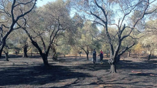 Aydın Büyükşehir Belediyesi'nin ateş savaşçıları yangından yangına koştu