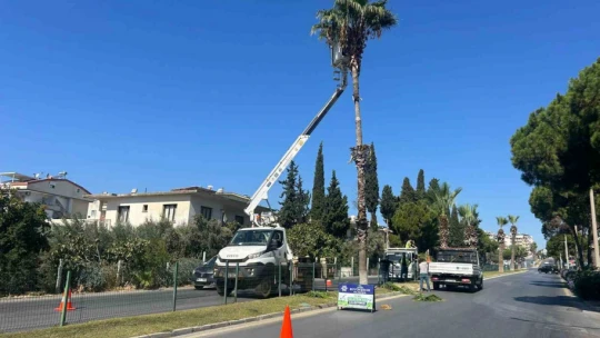 Aydın Büyükşehir'den Didim'e estetik dokunuş