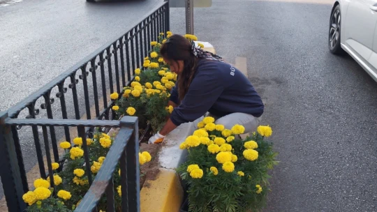 Aydın, Büyükşehirle daha yeşil bir görünüme kavuşuyor