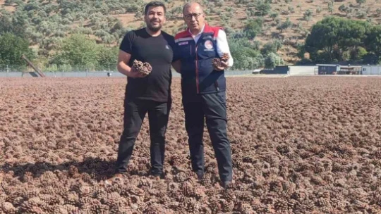 Aydın Çam Fıstığı dünya çapında güçleniyor