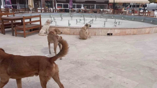 Aydın'da 'sokak köpekleri sorunu' büyüyor