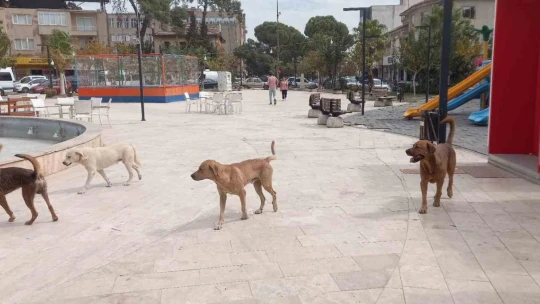 Aydın'da 'sokak köpekleri sorunu' büyüyor