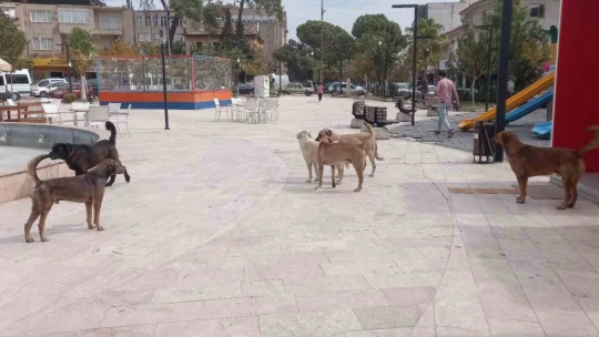 Aydın'da 'sokak köpekleri sorunu' büyüyor