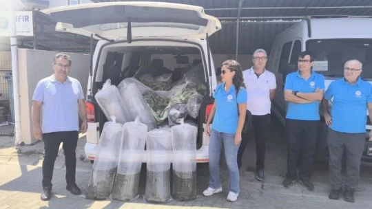 Aydın'da 153 bin sazan yavrusu doğayla buluştu