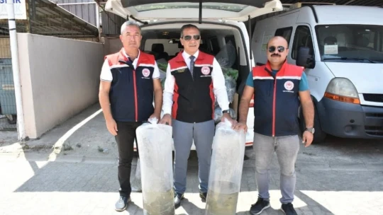Aydın'da 153 bin sazan yavrusu doğayla buluştu
