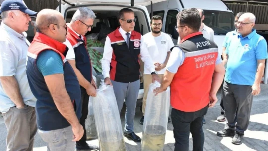 Aydın'da 153 bin sazan yavrusu doğayla buluştu